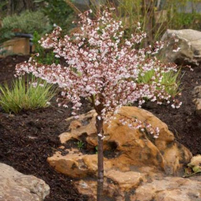 Vyšnia (Prunus) 'Kojau-no-mai' japoniškiems sodams