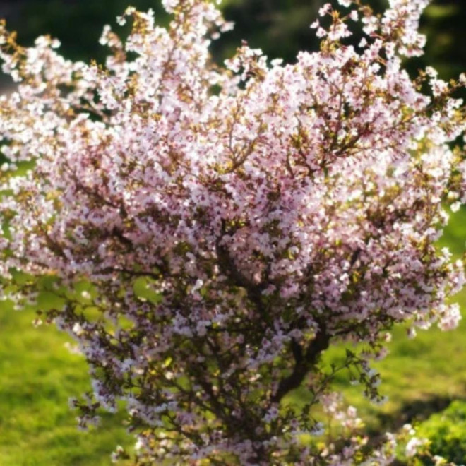 Vyšnia (Prunus) 'Kojau-no-mai' japoniškiems sodams