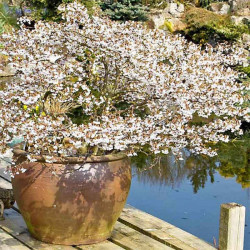 Vyšnia (Prunus) 'Kojau-no-mai' japoniškiems sodams