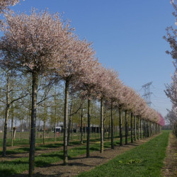 Vyšnia (Prunus) 'Kojau-no-mai' japoniškiems sodams