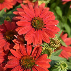 Ežiuolė (Echinacea) 'Pearl Dark Orange'