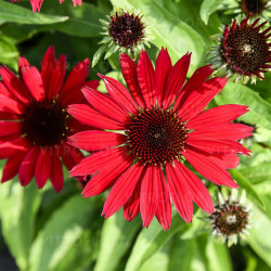 Ežiuolė (Echinacea) 'Pearl Deep Red'