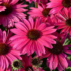 Ežiuolė (Echinacea) 'Pearl Magenta Imp.'