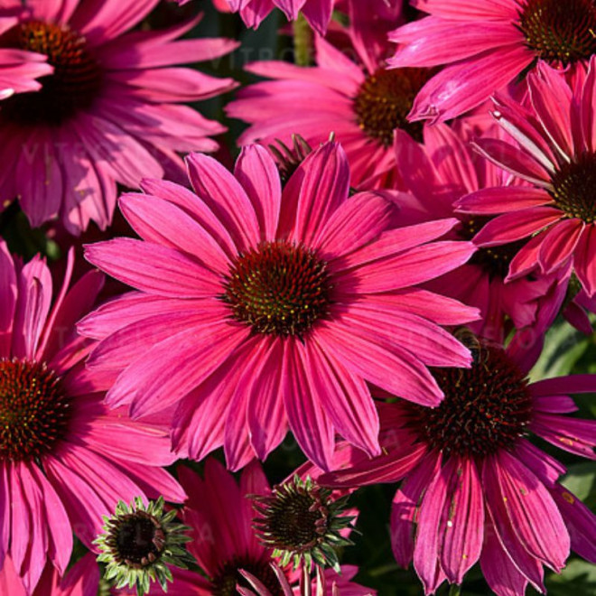 Ežiuolė (Echinacea) 'Pearl Magenta Imp.'