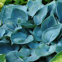Melsvė (Hosta) 'Fragrant Blue'