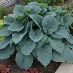 Melsvė (Hosta) 'Fragrant Blue'
