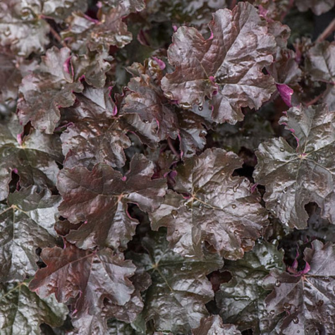 Alūnė (Heuchera) 'World Caffe Espresso'