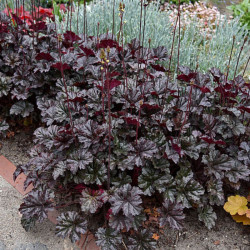 Alūnė (Heuchera) 'World Caffe Espresso'