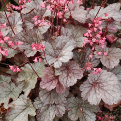 Alūnė (Heuchera) 'Milan'