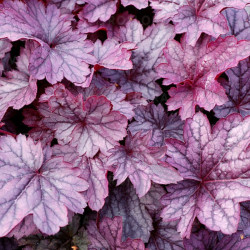 Alūnė (Heuchera) 'Shanghai'