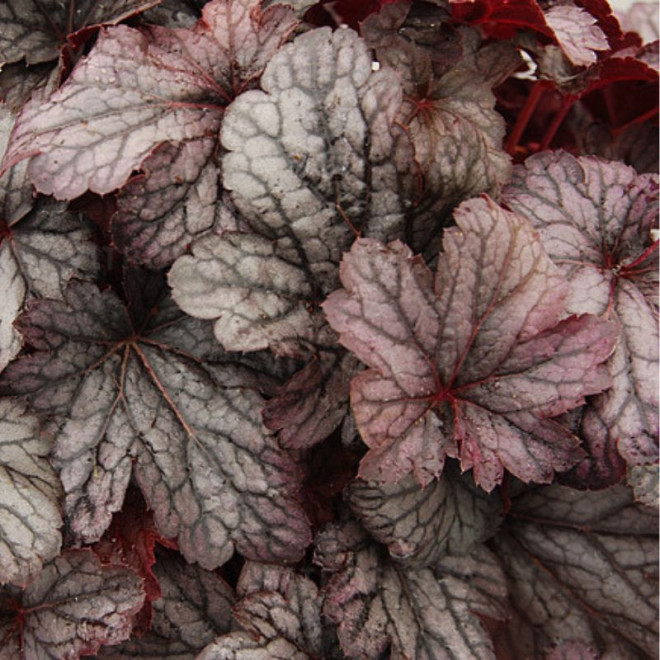 Alūnė (Heuchera) 'Shanghai'