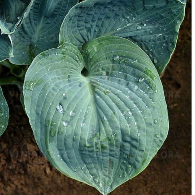 Melsvė (Hosta) 'Big Daddy'