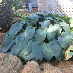 Melsvė (Hosta) 'Big Daddy'