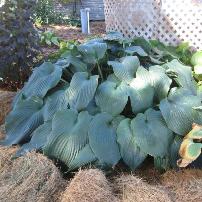 Melsvė (Hosta) 'Big Daddy'