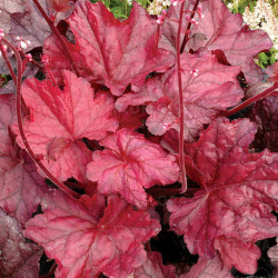 Alūnė (Heuchera) 'Fire Chief'
