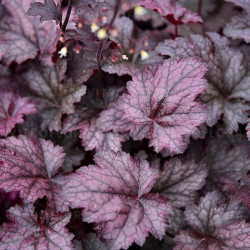 Alūnė (Heuchera) 'Amethyst Mist'