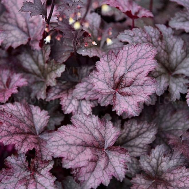 Alūnė (Heuchera) 'Amethyst Mist'