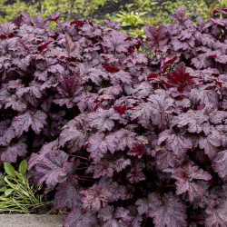 Alūnė (Heuchera) 'Amethyst Mist'