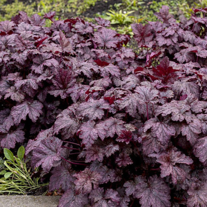 Alūnė (Heuchera) 'Amethyst Mist'