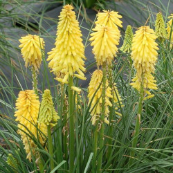 Knipofija hibridinė (Kniphofia hybrida) 'Poco Yellow'
