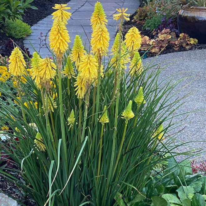 Knipofija hibridinė (Kniphofia hybrida) 'Poco Yellow'