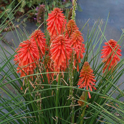 Knipofija hibridinė (Kniphofia hybrida) 'Poco Red'