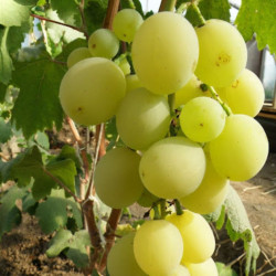 Vynmedis (Vitis) 'Talisman'