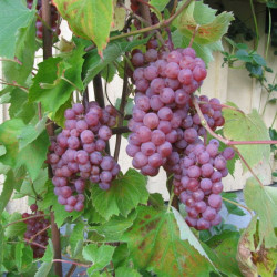 Vynmedis (Vitis) 'Somerset Seedless'