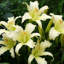 Viendienė (Hemerocallis) 'Heavenly Angel Ice' vienadienė