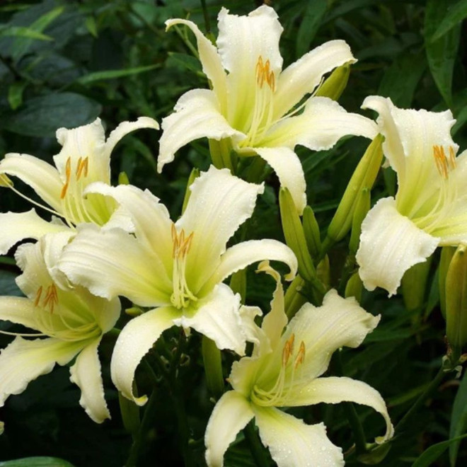 Viendienė (Hemerocallis) 'Heavenly Angel Ice' vienadienė