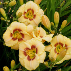 Viendienė (Hemerocallis) 'Custard Candy'