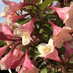 Veigelė gražiažiedė (Weigela florida) 'Vintage Love'