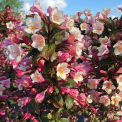 Veigelė gražiažiedė (Weigela florida) 'Vintage Love'