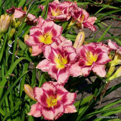 Viendienė (Hemerocallis) 'Parrot Tattoo'