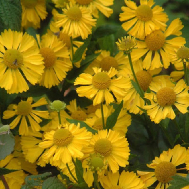 Saulainė (Helenium) 'Kanaria'