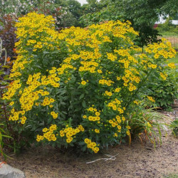 Saulainė (Helenium) 'Kanaria'