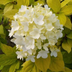Hortenzija šluotelinė (Hydrangea paniculata) 'Sunlight'
