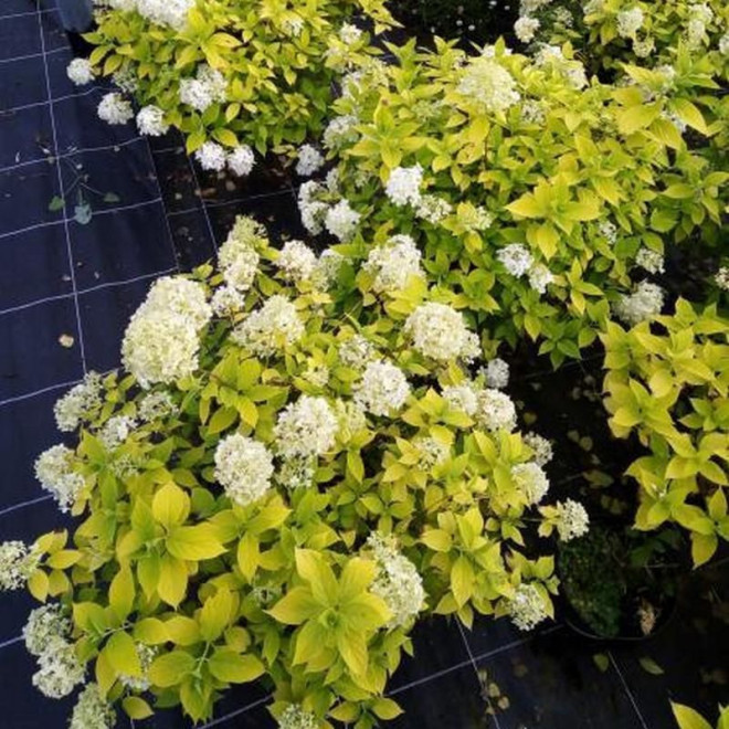 Hortenzija šluotelinė (Hydrangea paniculata) 'Sunlight'