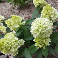 Hortenzija šluotelinė (Hydrangea paniculata) 'Mojito'