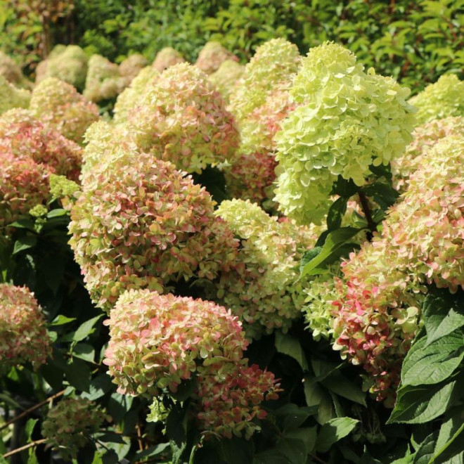 Hortenzija šluotelinė (Hydrangea paniculata) 'Mojito'