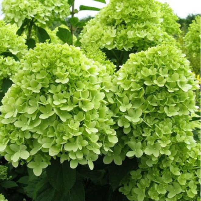 Hortenzija šluotelinė (Hydrangea paniculata) 'Mojito'
