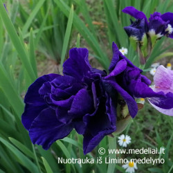 Vilkdalgis sibirinis (Iris sibirica) pilnaviduris