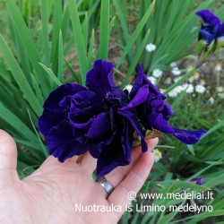 Vilkdalgis sibirinis (Iris sibirica) pilnaviduris