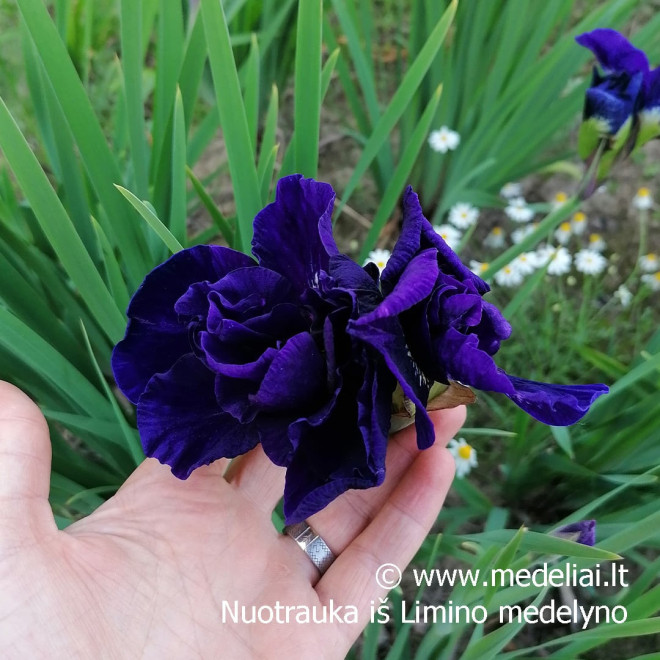 Vilkdalgis sibirinis (Iris sibirica) pilnaviduris