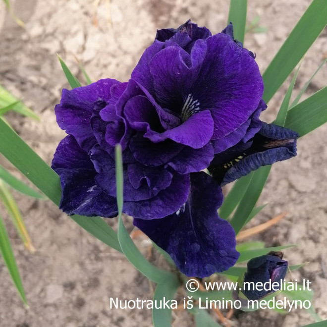 Vilkdalgis sibirinis (Iris sibirica) pilnaviduris