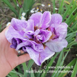 Vilkdalgis sibirinis (Iris sibirica) 'Pink Parfait' irisas alyvinis.