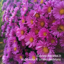 Astras krūminis  (Aster dumosus) 'Ronald'