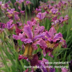 Vilkdalgis sibirinis (Iris sibirica) 'Miss Apple'