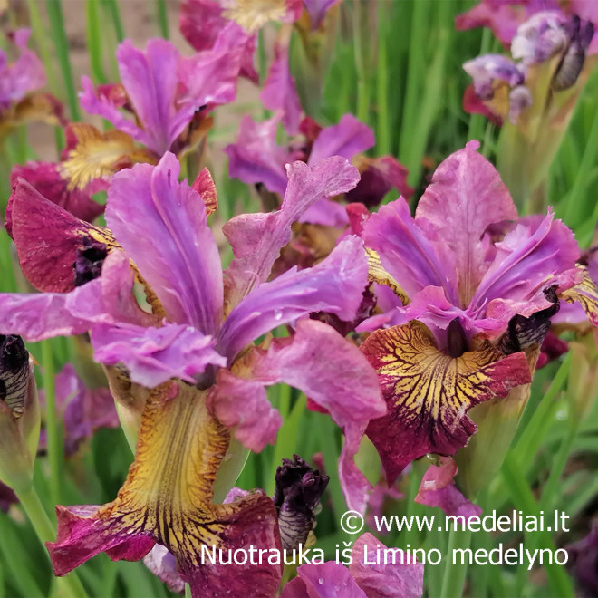 Vilkdalgis sibirinis (Iris sibirica) 'Miss Apple'