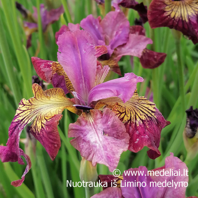 Vilkdalgis sibirinis (Iris sibirica) 'Miss Apple'